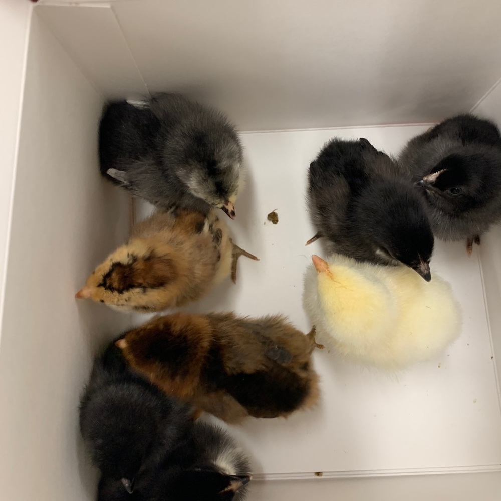 Meet your Posher, Michele